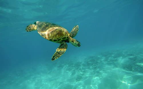Circle Hawaii