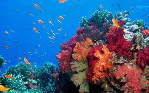 Fiji