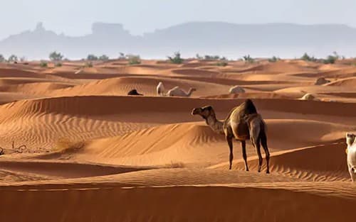 Middle East