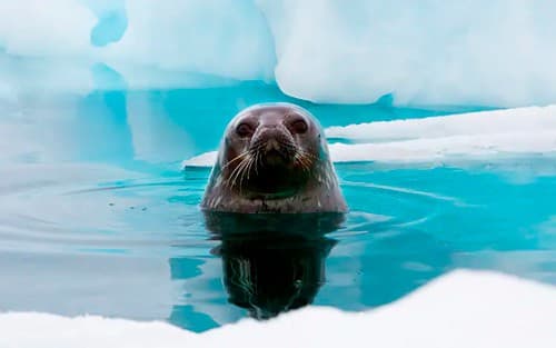 Antarctica