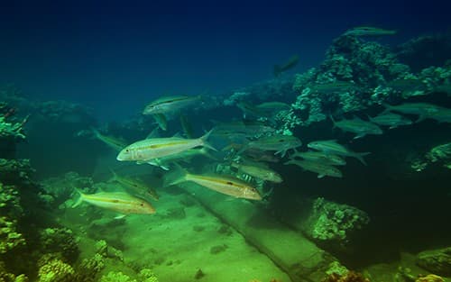 Egypt & Red Sea